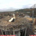 10_15-nest.jpg