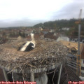 10_20-nest.jpg