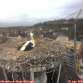 10_30-nest.jpg