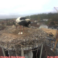 10_40-nest.jpg
