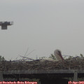 10_50-mast.jpg