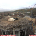 10_50-nest.jpg
