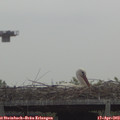 11_00-mast.jpg