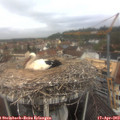 11_00-nest.jpg