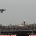 11_05-mast.jpg