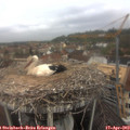 11_05-nest.jpg