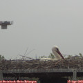 11_10-mast.jpg