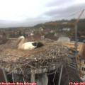 11_10-nest.jpg