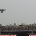 11_15-mast.jpg