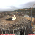 11_15-nest.jpg