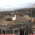 11_20-nest.jpg