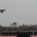 11_30-mast.jpg