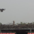 11_35-mast.jpg
