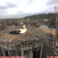 11_35-nest.jpg
