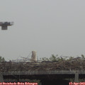 11_40-mast.jpg