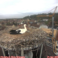 11_40-nest.jpg