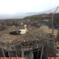 11_45-nest.jpg