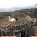 11_50-nest.jpg