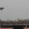 11_55-mast.jpg