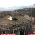 11_55-nest.jpg