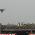 12_00-mast.jpg