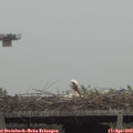 12_10-mast.jpg