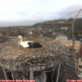 12_10-nest.jpg