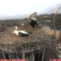 12_20-nest.jpg