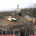 12_25-nest.jpg