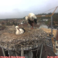 12_40-nest.jpg