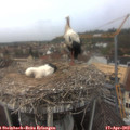 12_45-nest.jpg
