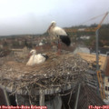 12_50-nest.jpg
