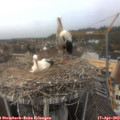 12_55-nest.jpg