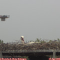 13_00-mast.jpg