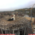 13_00-nest.jpg