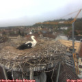 13_10-nest.jpg
