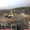 13_15-nest.jpg