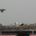 13_35-mast.jpg