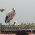 13_40-mast.jpg