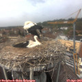 13_40-nest.jpg