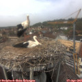13_45-nest.jpg