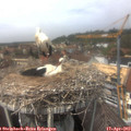 13_50-nest.jpg