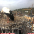 13_55-nest.jpg