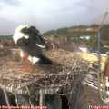 14_00-nest.jpg