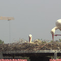 14_05-mast.jpg