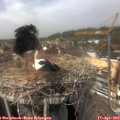 14_05-nest.jpg