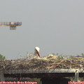 14_10-mast.jpg