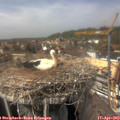 14_15-nest.jpg