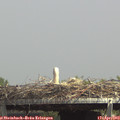 14_20-mast.jpg