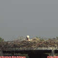 14_40-mast.jpg
